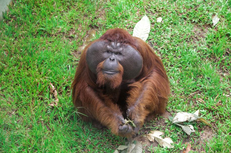 Aman- One of the rescued Orangutan in Matang Wildlife Centre