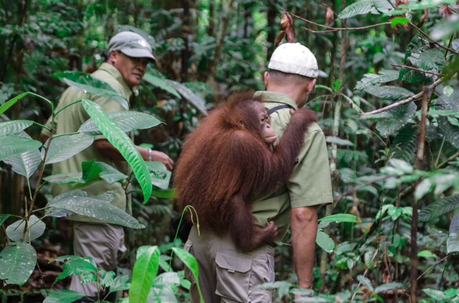 Workers at the Matang Wildlife Centre conducting the rescue works of the Orangutan